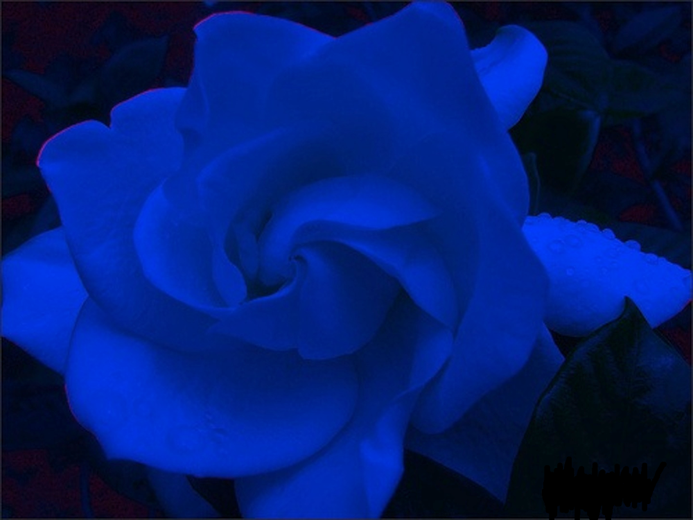 centro benessere blue gardenia ferrara